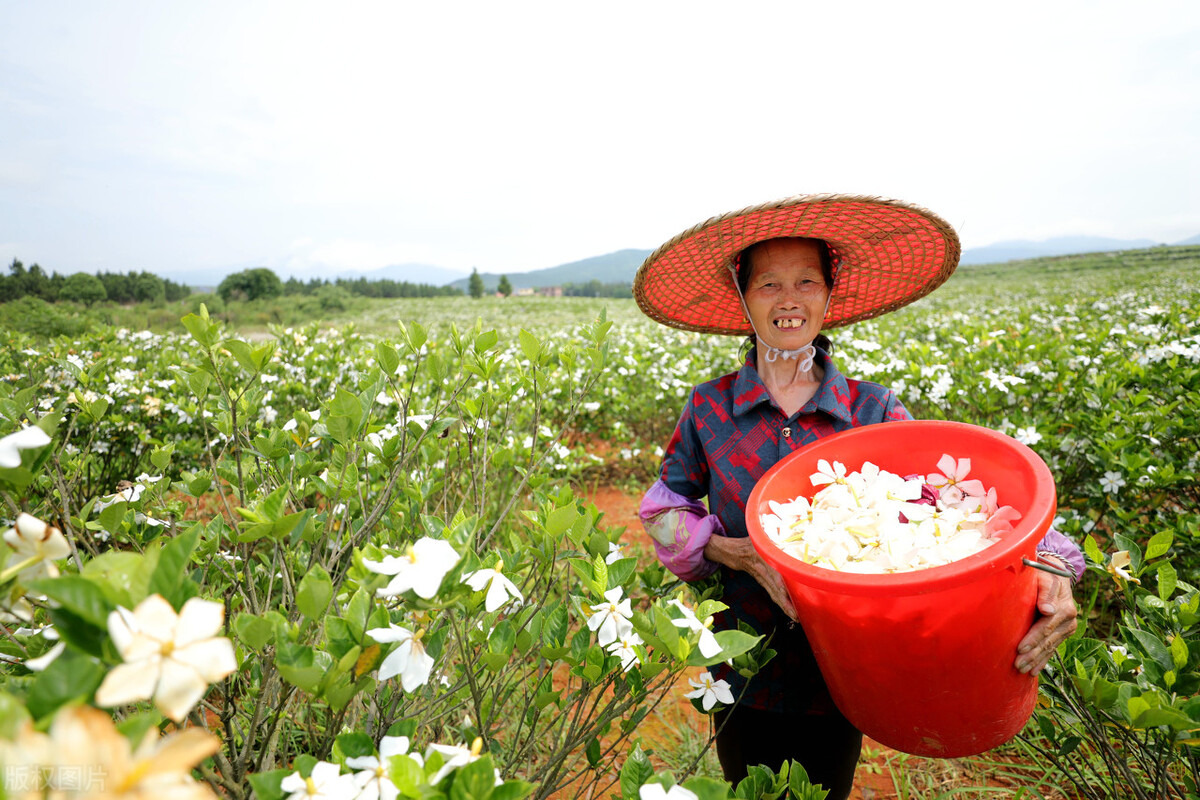 萍乡美食攻略 ！萍乡莲花这6道特色美食，别只盯着血鸭