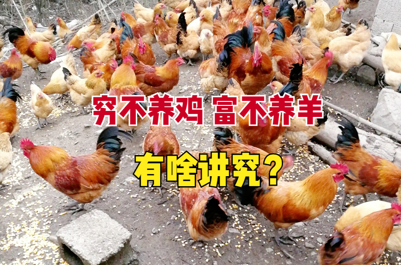 农村俗语“穷不养鸡，富不养羊”，为什么不能养？有什么讲究吗？