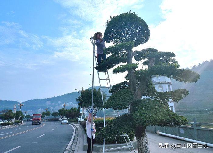 为什么在绿化施工的时候，要对树木进行修剪？