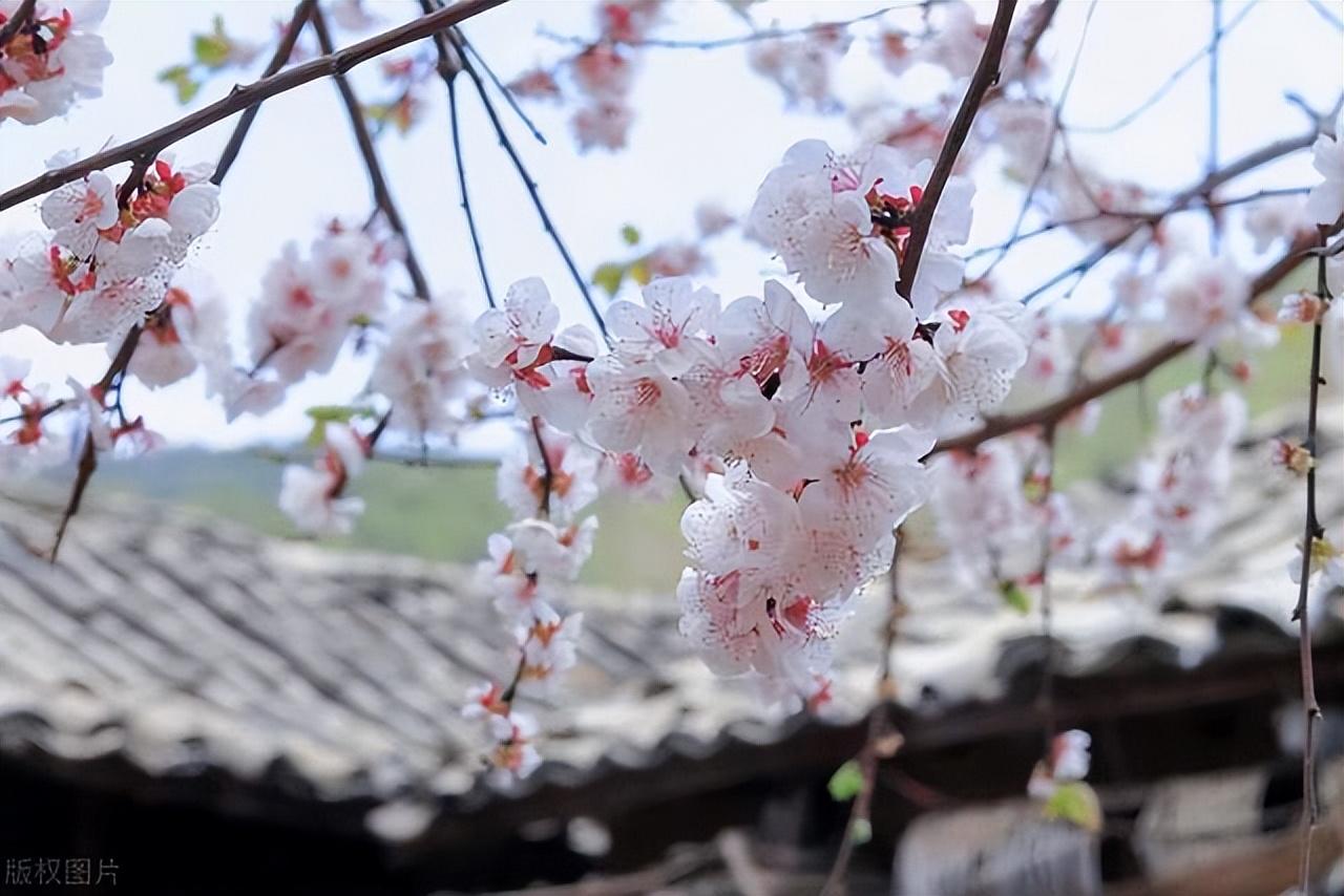 杏花雨沾衣欲湿什么意思（沾衣欲湿杏花雨，吹面不寒杨柳风）