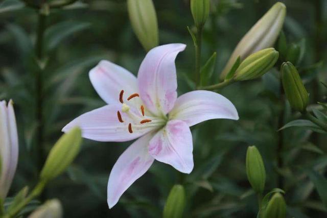 百合花开花后怎么处理可以开得久（百合花开花后这样养，花期长）