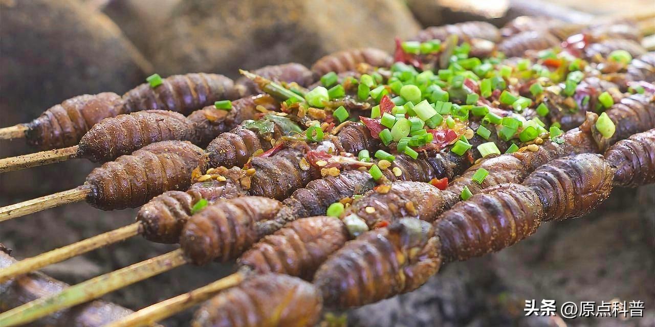 甲壳虫动物有哪些（盘点10种儿时玩过的昆虫）